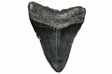 Fossil Megalodon Tooth - South Carolina #297488-1